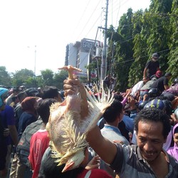 Kacau! Harga Ayam Anjlok, Peternak Bagikan Ribuan Ayam Gratis