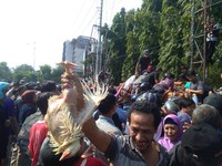 Kacau! Harga Ayam Anjlok, Peternak Bagikan Ribuan Ayam Gratis