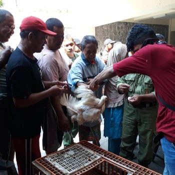 Ramai-Ramai Warga Solo Serbu Ayam Gratis