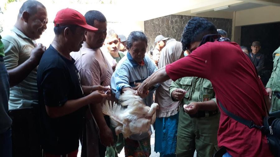 Kota-kota macam Semarang, Solo, dan Yogyakarta ada aksi pembagian ayam gratis oleh para peternak.