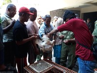 Ramai-Ramai Warga Solo Serbu Ayam Gratis