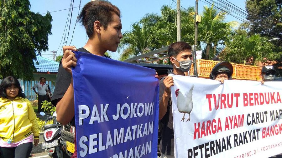 Para peternak ayam yang tergabung dalam Gabungan Organisasi Peternak Ayam Nasional (GOPAN) mengeluhkan (lagi) harga ayam hidup