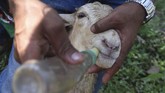 Dalam arena perlombaan, pasangan kambing akan diadu dengan pasangan lainnya. Kambing-kambing ini dilengkapi beberapa peralatan, antara lain jepitan telinga, rekeng (sejenis bandulan tapi terpaku), kaleles (rangka kayu yang diikatkan ke badan kambing), kalonongan (terbuat dari kaleng kecil biasanya bekas dari korek api).