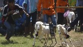 Tidak lupa balsam dan minyak angin dilumuri pada beberapa bagian tubuh kambing sehingga memberikan rasa panas yang cukup untuk membuat kambing tersebut berlari kencang sekuat tenaga. (ANTARA FOTO/Zabur Karuru)