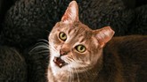 Dennis, kucing yang bekerja sebagai pembunuh bayaran. Sekelompok pembunuh bayaran yang menggemari susu hangat diketahui sedang mengintai kawasan perumahan dan perkantoran di Amerika Serikat. (AFP/Anna-Rose Gassot)