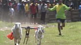 Kambing yang menang, kemudian diadu lagi pada babak selanjutnya. (ANTARA FOTO/Zabur Karuru)