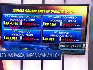 Harga Ayam Anjlok, Peternak Menjerit