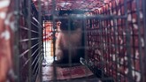 Program pembunuh bayaran ini jelas mengurangi angka kucing jalanan yang disuntik mati karena dianggap hama. (AFP/Anna-Rose Gassot)