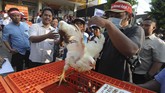 Peternak juga membagikan ayam gratis saat unjuk rasa di depan Kantor Bupati Klaten, Jawa Tengah. (ANTARA FOTO/Aloysius Jarot Nugroho).