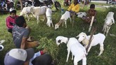 Joki memberi makan kambingnya sebelum mengikuti karapan. (ANTARA FOTO/Zabur Karuru)