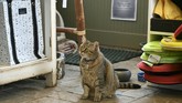 Rue terlihat sedang mengintai tikus di rumah majikannya. Blue Collar Cats merupakan program pembasmian tikus menggunakan metode kucing yang telah beroperasi sejak 2017 di bawah pengawasan Humane Rescue Alliance. (AFP/Anna-Rose Gassot)