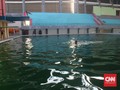 Jakabaring Terbengkalai, Atlet Latihan di Kolam Berlumut
