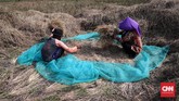 Musim kemarau membuat produksi panen tahun ini diperkirakan cenderung menurun karena beberapa daerah terdampak kekeringan. (CNNIndonesia/Safir Makki)