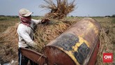 Berdasarkan data BPS, produksi padi tahun lalu mencapai 32,5 juta ton setara beras. (CNNIndonesia/Safir Makki)