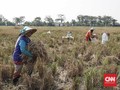 Kenaikan Harga Pangan 'Angkat' Daya Beli Petani dan Nelayan