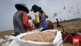 Namun, akibat musim kemarau yang menyebabkan beberapa wilayah kekeringan, produksi beras nasional diperkirakan akan berkurang sebanyak 2 juta ton dibanding tahun lalu. (CNNIndonesia/Safir Makki)