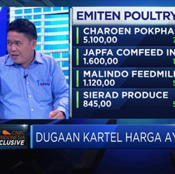 Benarkah Kartel Penyebab Anjloknya Harga Ayam ?