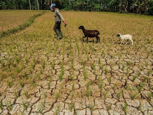 12 Daerah di Jabar Siaga Darurat Bencana Kekeringan