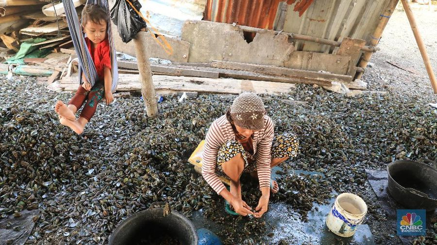 Mengupas kerang hijau sudah menjadi salah satu pekerjaan para warga Muara Angke untuk melanjutkan hidup.