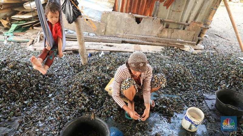 Mengupas kerang hijau sudah menjadi salah satu pekerjaan para warga Muara Angke untuk melanjutkan hidup.