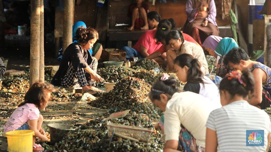 Mengupas kerang hijau sudah menjadi salah satu pekerjaan para warga Muara Angke untuk melanjutkan hidup.