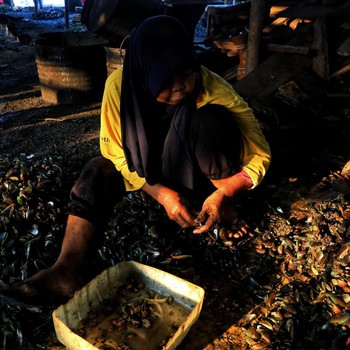 Potret Pekerja Kerang Hijau yang Hidup dengan Upah Rp 30 ribu