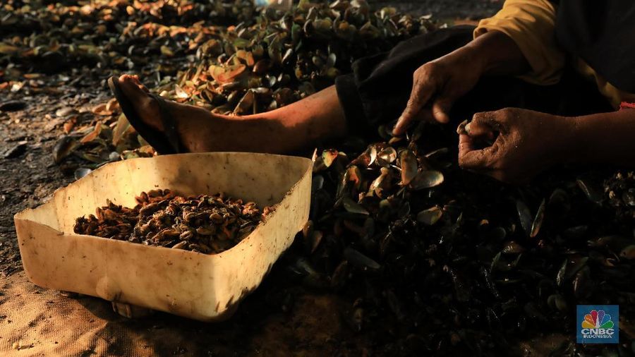 Mengupas kerang hijau sudah menjadi salah satu pekerjaan para warga Muara Angke untuk melanjutkan hidup.