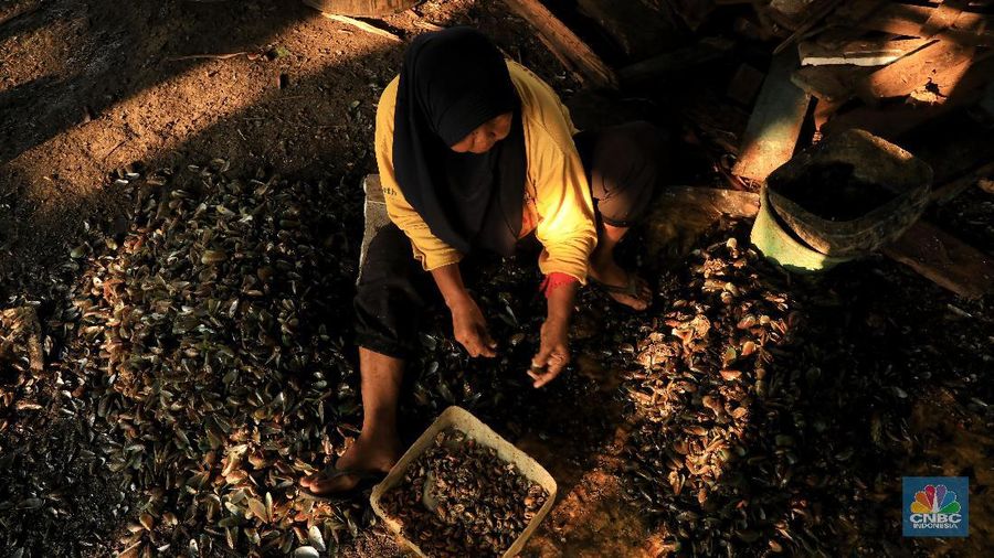 Mengupas kerang hijau sudah menjadi salah satu pekerjaan para warga Muara Angke untuk melanjutkan hidup.