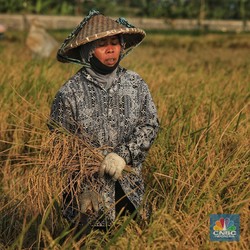 Sedih! Upah Buruh Tani di RI Lebih Rendah dari Kuli Bangunan