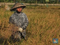 Makin Sengsara? Upah Riil Buruh Tani Turun Sejak Februari