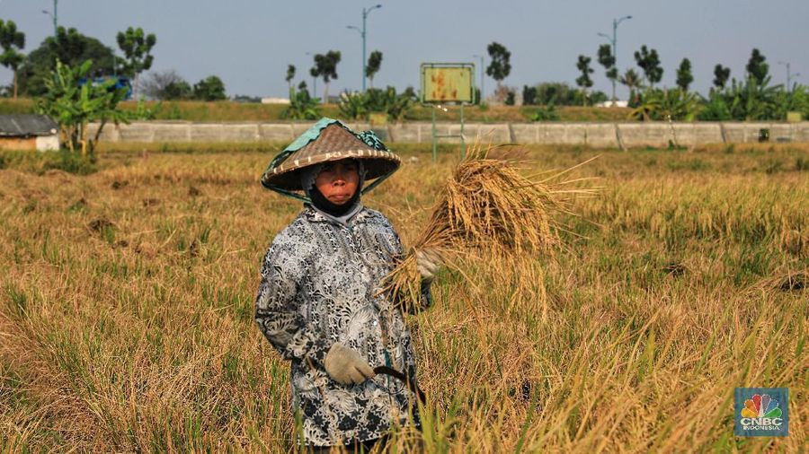 Petani padi nemanen tanamannya di Kawasan Rototan, Jakarta Utara, Jumat (5/7/2019). (CNBC Indonesia/Andrean Krisianto)