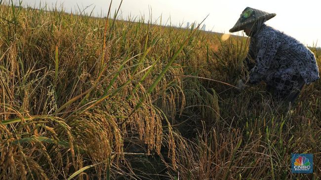 Rombongan Petani RI Mau Turun ke Jalan, Bawa 8 Tuntutan-Ini Jadwalnya
