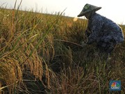 Pertanian Kontrak Bisa Jadi Solusi Ketahanan Pangan di Indonesia?