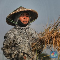 Duh Sedih... Daya Beli Petani, Buruh dan ART Makin Merosot