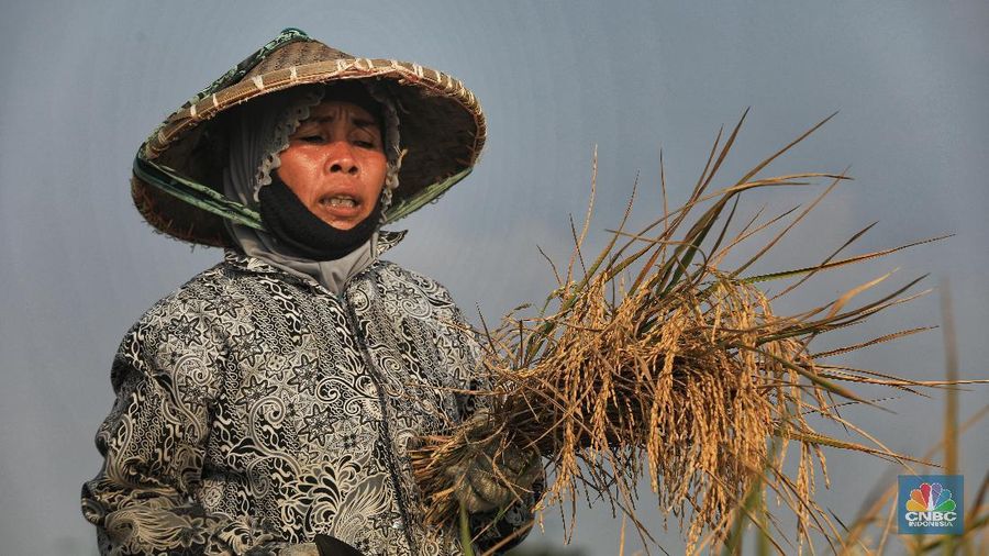 Petani padi nemanen tanamannya di Kawasan Rototan, Jakarta Utara, Jumat (5/7/2019). (CNBC Indonesia/Andrean Krisianto)