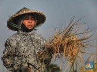 Duh Sedih... Daya Beli Petani, Buruh dan ART Makin Merosot