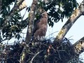 Sarang Garuda Kembali Ditemukan di Gunung Pangrango