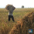 Alert! Ada Ancaman Ekstrem Menghadang Ketahanan Pangan RI