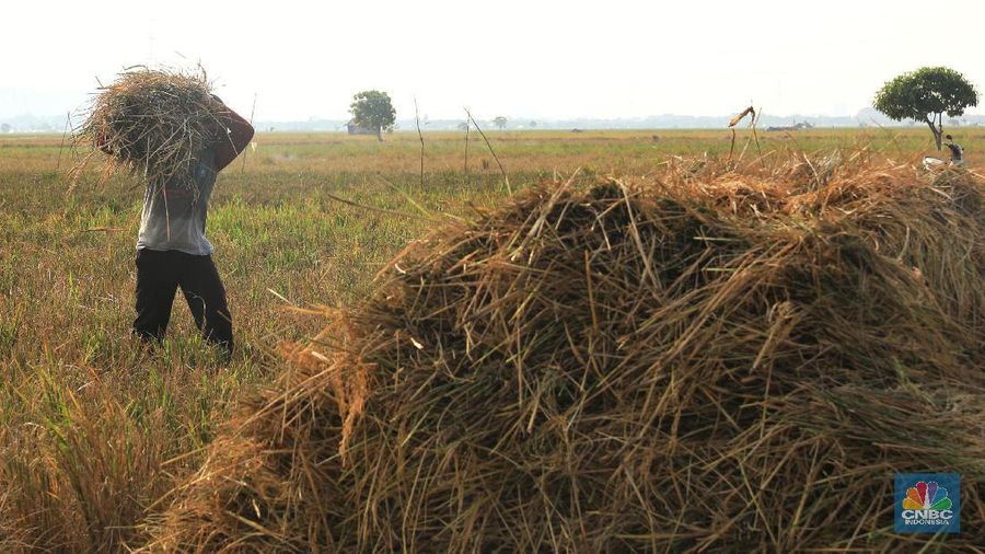 Petani padi nemanen tanamannya di Kawasan Rototan, Jakarta Utara, Jumat (5/7/2019). (CNBC Indonesia/Andrean Krisianto)