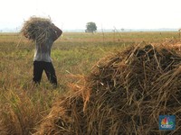 Alert! Ada Ancaman Ekstrem Menghadang Ketahanan Pangan RI