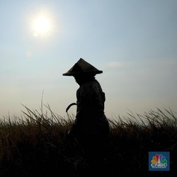 Waduh! Krisis Petani Hantui RI, Apa Kabar Ketahanan Pangan?