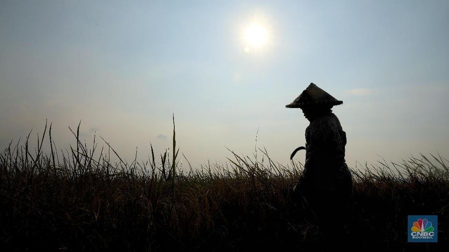 Mereka mendapat upah saat memanen sebesar Rp. 320.000/3 kuintal.