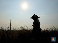 Waduh! Krisis Petani Hantui RI, Apa Kabar Ketahanan Pangan?