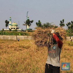 Kabar Baik! Upah Buruh Tani Naik ke Level Tertinggi, Segini