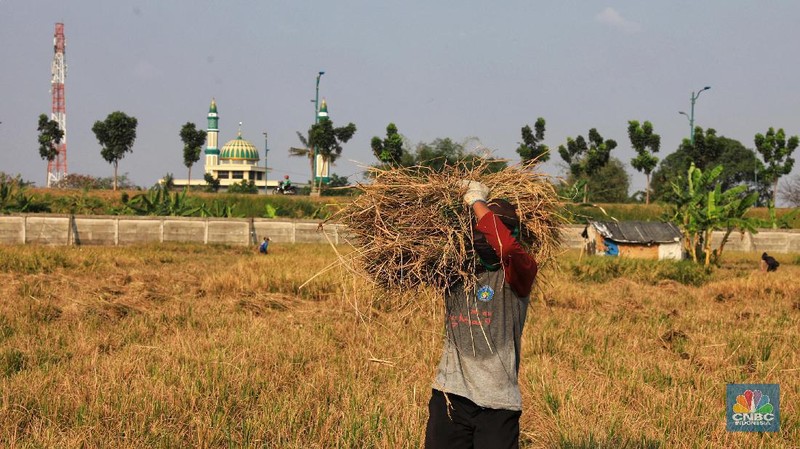Mereka mendapat upah saat memanen sebesar Rp. 320.000/3 kuintal.