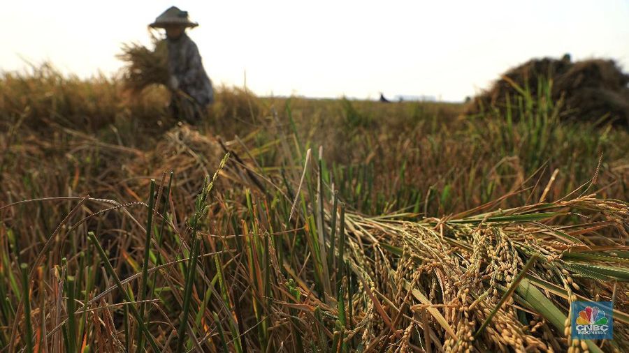 Mereka mendapat upah saat memanen sebesar Rp. 320.000/3 kuintal.