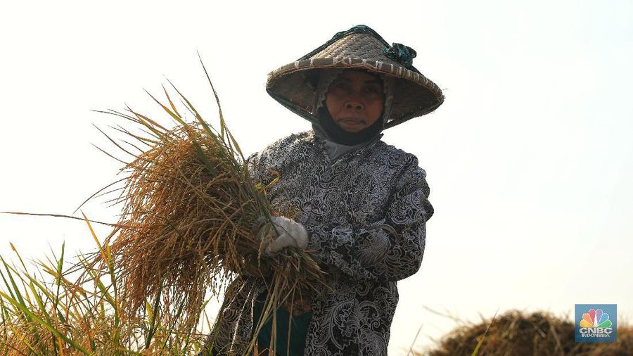 Mereka mendapat upah saat memanen sebesar Rp. 320.000/3 kuintal.