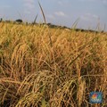 5 Daerah Penghasil Padi Terbanyak di Indonesia, Jawa Gak Ada Lawan