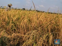5 Daerah Penghasil Padi Terbanyak di Indonesia, Jawa Gak Ada Lawan