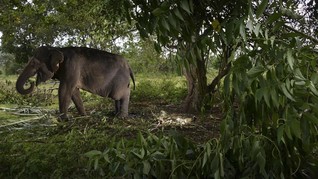 Kawanan Gajah Tersapu Banjir Bandang di Thailand, 6 Mati